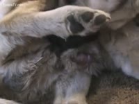 Brown animal fucking a doxy
